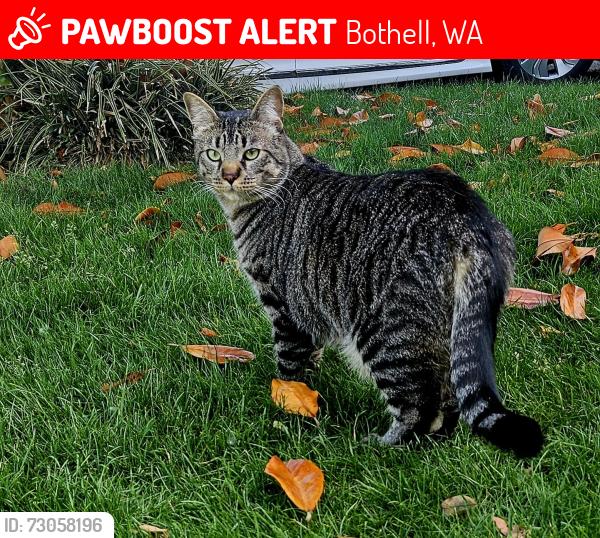 Lost Male Cat last seen 41st ave se, 219th st se, Bothell, WA 98021