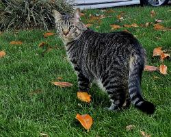 Lost Male Cat last seen 41st ave se, 219th st se, Bothell, WA 98021