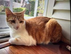 Lost Male Cat last seen Ashbrook circle, San Jose, CA 95124
