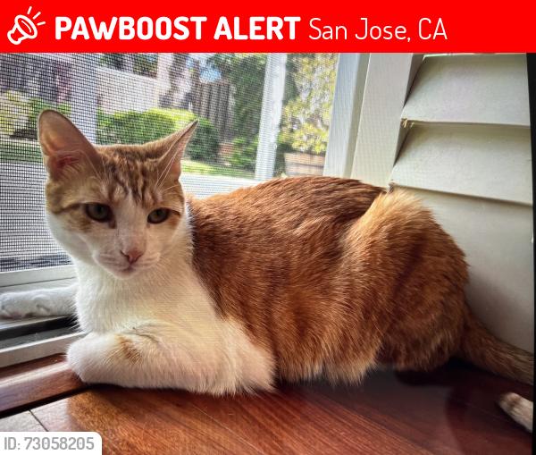 Lost Male Cat last seen Ashbrook circle, San Jose, CA 95124
