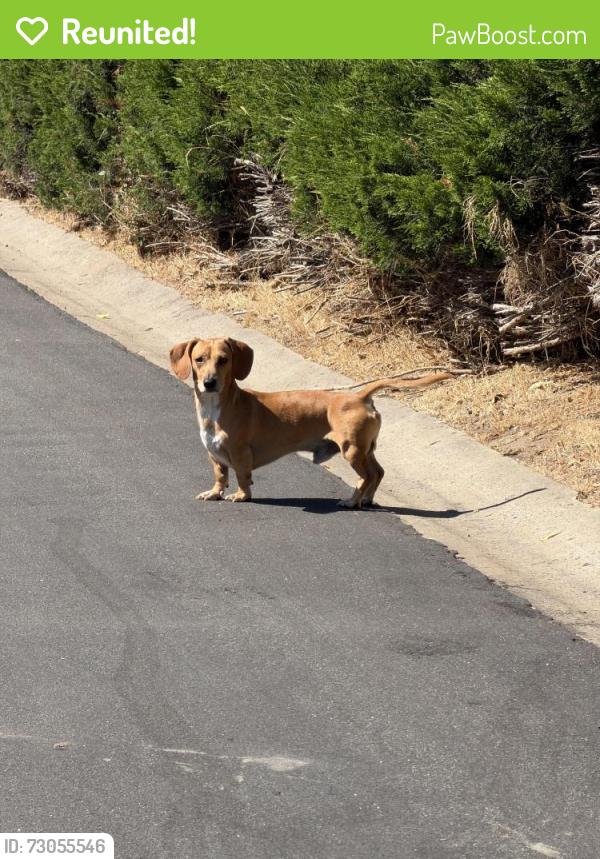 Reunited Male Dog last seen Near Vigo Dr, La Mesa, CA 91942