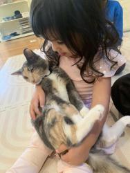 Reunited Female Cat last seen Morganton and North Virginia Avenue, Fayetteville, NC 28305