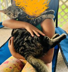 Lost Male Cat last seen Las seen on Oleander acres near s Conway, Mission, TX 78572