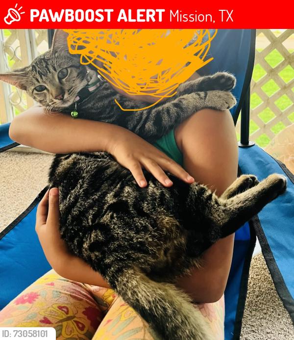 Lost Male Cat last seen Las seen on Oleander acres near s Conway, Mission, TX 78572