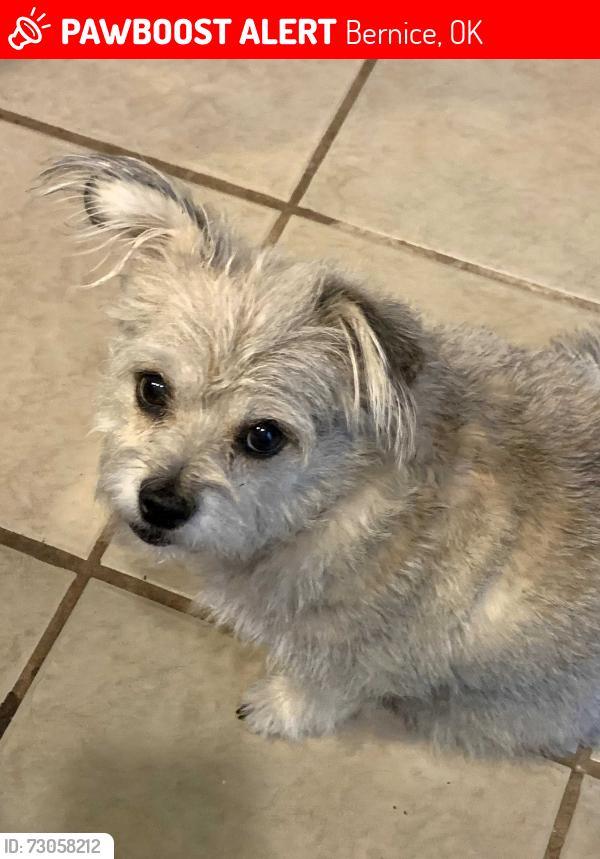 Lost Female Dog last seen I don't know, Bernice, OK 74331