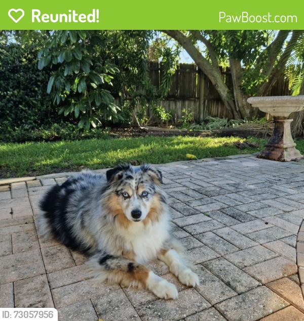 Reunited Male Dog last seen Near Hilltop Ave, Clearwater, FL, 33755, Clearwater, FL 33755