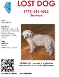 Lost Female Dog last seen Shakespeare and Lamon Ave Chicago Illinois, Chicago, IL 60639