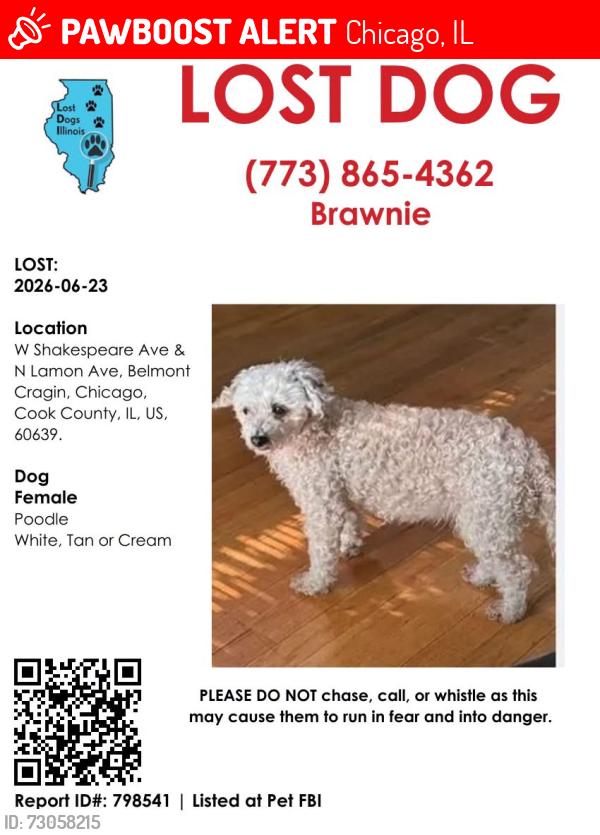Lost Female Dog last seen Shakespeare and Lamon Ave Chicago Illinois, Chicago, IL 60639