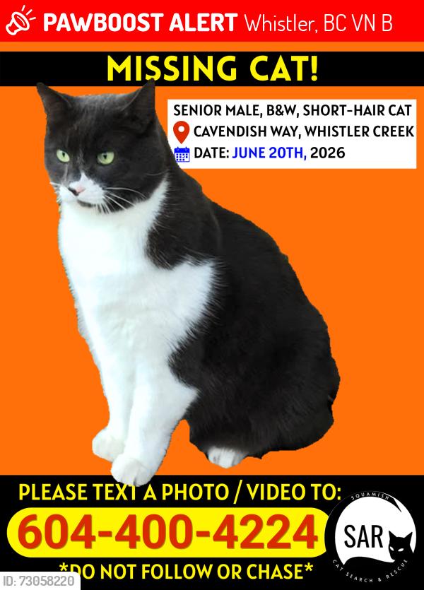 Lost Male Cat last seen Whistler road, Whistler, BC V0N 1B2