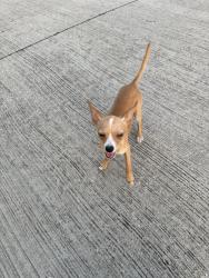 Found/Stray Male Dog last seen Water Oak Dr, Grand Prairie, TX 75052