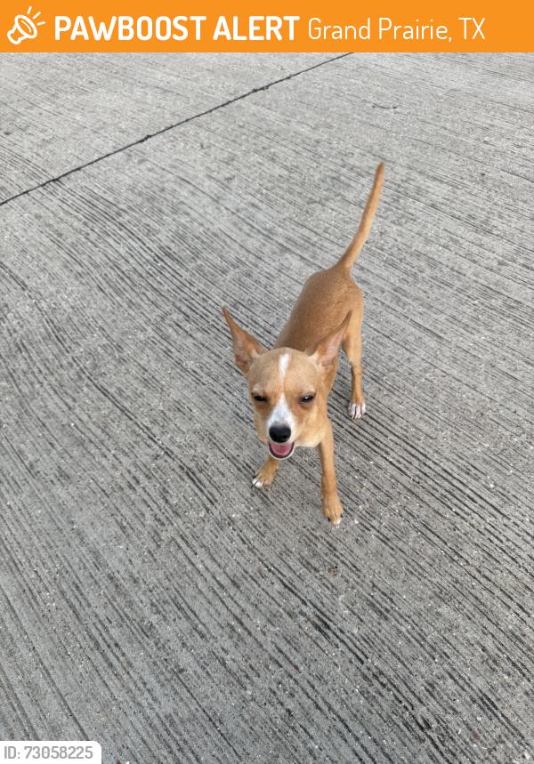 Found/Stray Male Dog last seen Water Oak Dr, Grand Prairie, TX 75052