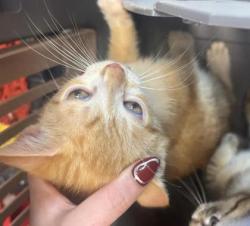 Shelter Stray Unknown Cat last seen Near Glenwood Rd, Decatur, GA 30032, 30032, GA, 3280 Chamblee Dunwoody Rd, Chamblee, GA 30341, USA