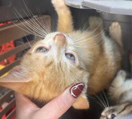 Shelter Stray Unknown Cat last seen Near Glenwood Rd, Decatur, GA 30032, 30032, GA, 3280 Chamblee Dunwoody Rd, Chamblee, GA 30341, USA