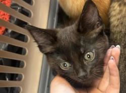 Shelter Stray Unknown Cat last seen Near Glenwood Rd, Decatur, GA 30032, 30032, GA, 3280 Chamblee Dunwoody Rd, Chamblee, GA 30341, USA