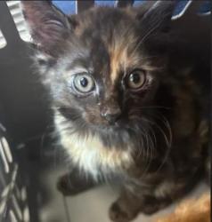 Shelter Stray Unknown Cat last seen Near Glenwood Rd, Decatur, GA 30032, 30032, GA, 3280 Chamblee Dunwoody Rd, Chamblee, GA 30341, USA