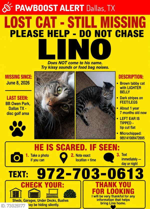 Lost Male Cat last seen Near walnut hill lane near BB Owen park parking lot, Dallas, TX 75238