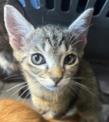 Shelter Stray Unknown Cat last seen Near Glenwood Rd, Decatur, GA 30032, 30032, GA, 3280 Chamblee Dunwoody Rd, Chamblee, GA 30341, USA
