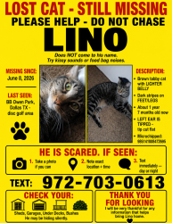 Lost Male Cat last seen Near walnut hill lane near BB Owen park parking lot, Dallas, TX 75238