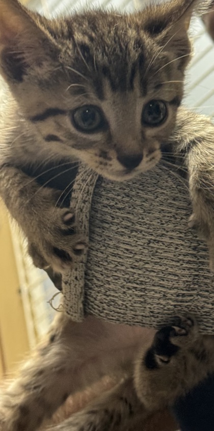 Shelter Stray Unknown Cat last seen Near Redan Rd, Stone Mountain, GA 30088, 30088, GA, 3280 Chamblee Dunwoody Rd, Chamblee, GA 30341, USA