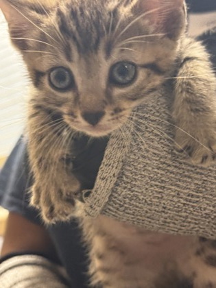 Shelter Stray Unknown Cat last seen Near Redan Rd, Stone Mountain, GA 30088, 30088, GA, 3280 Chamblee Dunwoody Rd, Chamblee, GA 30341, USA