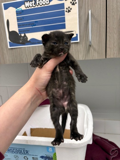 Shelter Stray Female Cat last seen Troost Ave & E 39th St, 64110, 64110, MO, 7077 Elmwood Ave, Kansas City, MO 64132, USA