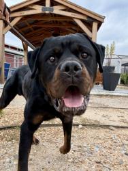 Shelter Stray Male Dog last seen Northside Dr NW & I-75 N, Atlanta, GA, 1251 Fulton Industrial Blvd NW, Atlanta, GA 30336, USA