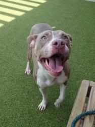 Shelter Stray Female Dog last seen Near Valleydale Dr., Atlanta, GA, 1251 Fulton Industrial Blvd NW, Atlanta, GA 30336, USA