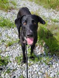 Shelter Stray Male Dog last seen Near nichols dr, Union City, GA, 1251 Fulton Industrial Blvd NW, Atlanta, GA 30336, USA
