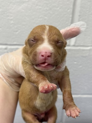 Shelter Stray Male Dog last seen Near Park Heights Unit 1B, 21215, MD, 301 Stockholm St, Baltimore, MD 21230, USA