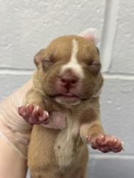 Shelter Stray Female Dog last seen Near Park Heights Unit 1B, 21215, MD, 301 Stockholm St, Baltimore, MD 21230, USA