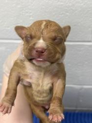 Shelter Stray Male Dog last seen Near Park Heights Unit 1B, 21215, MD, 301 Stockholm St, Baltimore, MD 21230, USA