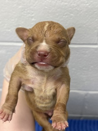 Shelter Stray Male Dog last seen Near Park Heights Unit 1B, 21215, MD, 301 Stockholm St, Baltimore, MD 21230, USA