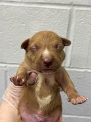 Shelter Stray Male Dog last seen Near Park Heights Unit 1B, 21215, MD, 301 Stockholm St, Baltimore, MD 21230, USA