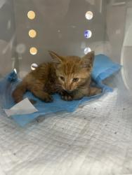 Shelter Stray Unknown Cat last seen Near Dover Rd, Cove City, NC, 1639 Old Airport Rd, New Bern, NC 28562, USA