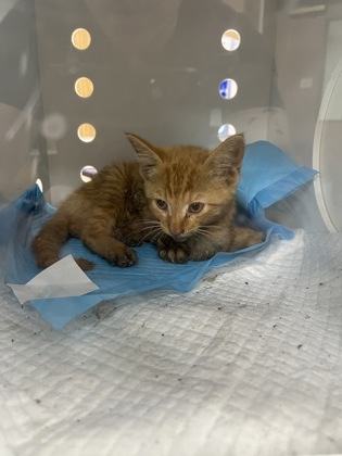 Shelter Stray Unknown Cat last seen Near Dover Rd, Cove City, NC, 1639 Old Airport Rd, New Bern, NC 28562, USA