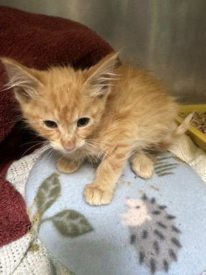 Shelter Stray Male Cat last seen Near e15th, Oakland, CA, 1101 29th Ave, Oakland, CA 94601, USA