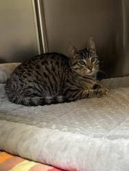 Shelter Stray Male Cat last seen Near 35th av, Oakland, , 1101 29th Ave, Oakland, CA 94601, USA