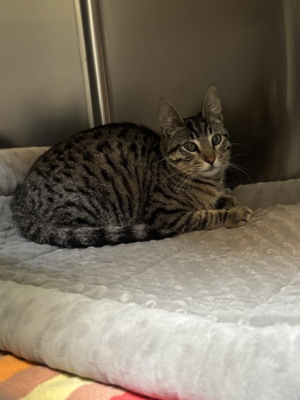 Shelter Stray Male Cat last seen Near 35th av, Oakland, , 1101 29th Ave, Oakland, CA 94601, USA