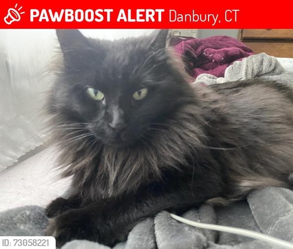 Lost Female Cat last seen Margerie St & Hillside Ave, Danbury, CT 06811