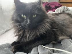 Lost Female Cat last seen Margerie St & Hillside Ave, Danbury, CT 06811