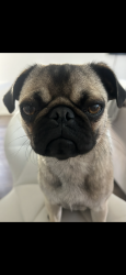 Lost Female Dog last seen Main and culver, Orange, CA 92868