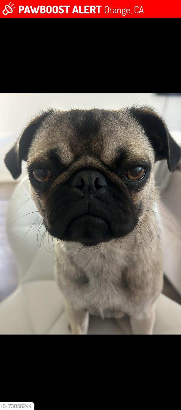 Lost Female Dog last seen Main and culver, Orange, CA 92868