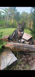 Lost Female Cat last seen Haggerty, Farmington Hills, MI 48331