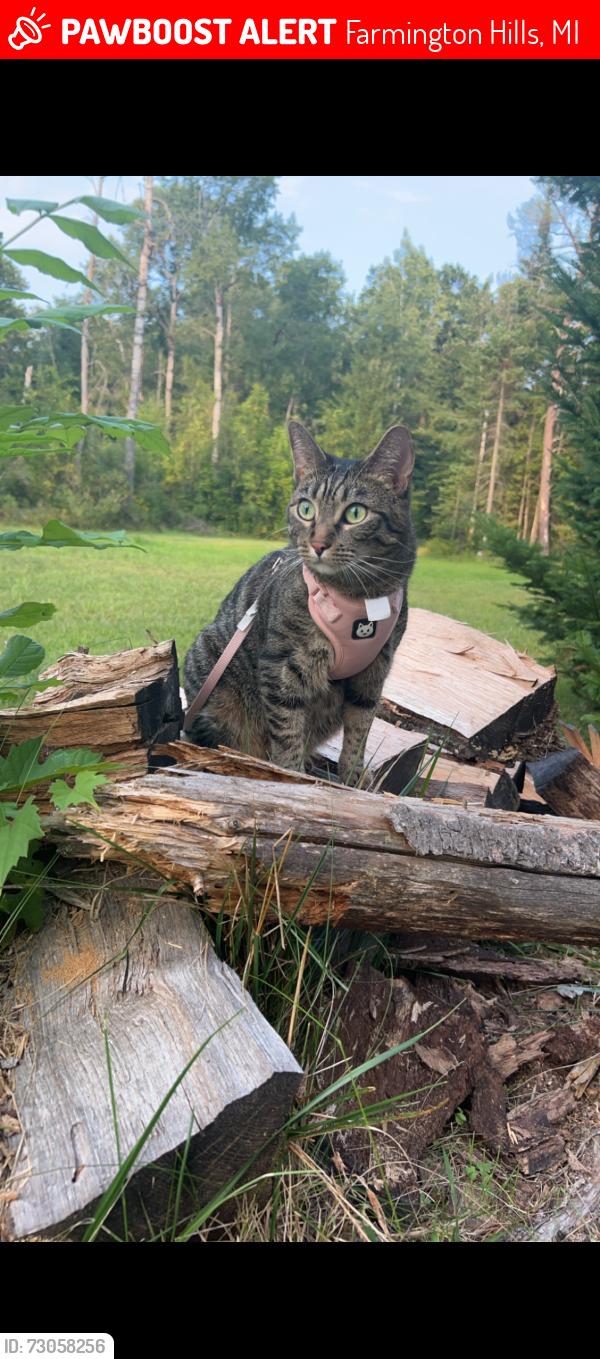 Lost Female Cat last seen Haggerty, Farmington Hills, MI 48331