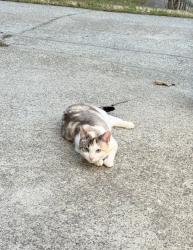 Lost Female Cat last seen simon ive dr and simonton rd se, Gwinnett County, GA 30045