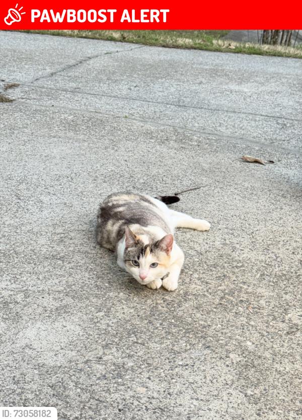 Lost Female Cat last seen simon ive dr and simonton rd se, Gwinnett County, GA 30045