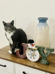 Reunited Male Cat last seen Luigi Aprea School, Gilroy, CA 95020