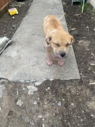 Reunited Male Dog last seen 44th Ave, Sacramento, CA 95824, USA, Sacramento, CA 95824