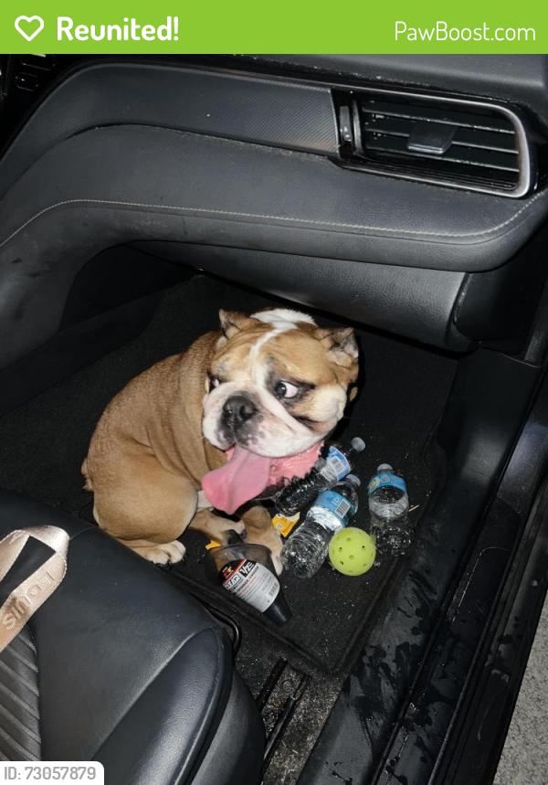 Reunited Male Dog last seen Ulster and Becker rd, Port St. Lucie, FL 34984