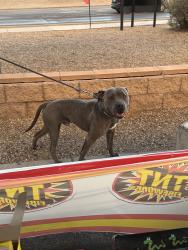Found/Stray Male Cat last seen 98th St and Sage, Albuquerque, NM 87121